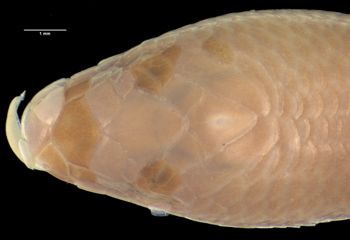 Media type: image;   Herpetology R-112202 Aspect: head dorsal